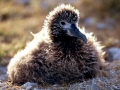 Waved Albatross
