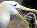 Waved Albatross