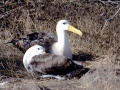 Waved Albatross