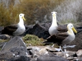 Waved Albatross
