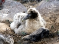 Waved Albatross