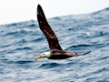 Waved Albatross
