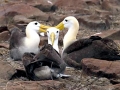 Waved Albatross