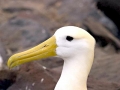 Waved Albatross