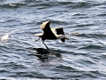 Waved Albatross