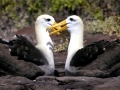 Waved Albatross