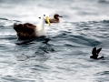 Waved Albatross