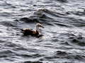 Waved Albatross