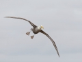 Waved Albatross