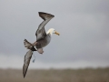 Waved Albatross