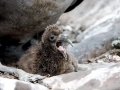 Waved Albatross