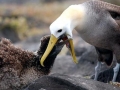 Waved Albatross
