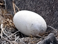 Waved Albatross
