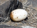 Waved Albatross