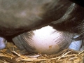 Waved Albatross