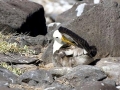 Waved Albatross