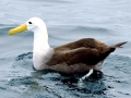 Waved Albatross