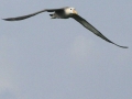 Waved Albatross