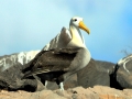 Waved Albatross