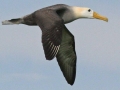 Waved Albatross
