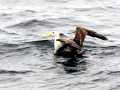 Waved Albatross