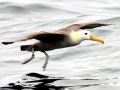 Waved Albatross