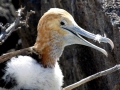 Waved Albatross