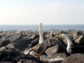 Waved Albatross