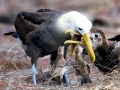 Waved Albatross