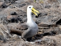 Waved Albatross
