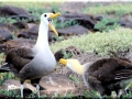 Waved Albatross