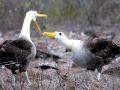 Waved Albatross