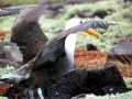 Waved Albatross