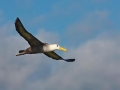 Waved Albatross
