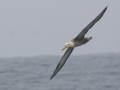 Waved Albatross