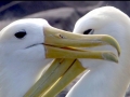 Waved Albatross