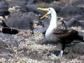 Waved Albatross