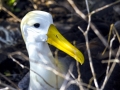 Waved Albatross