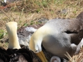 Waved Albatross