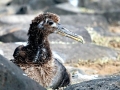 Waved Albatross