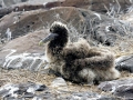 Waved Albatross