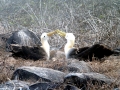 Waved Albatross