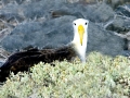 Waved Albatross
