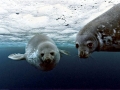 Weddell Seal