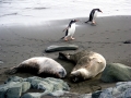 Weddell Seal