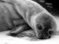 Weddell Seal