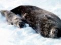 Weddell Seal