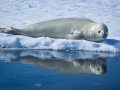 Weddell Seal