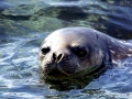 Weddell Seal