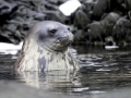 Weddell Seal